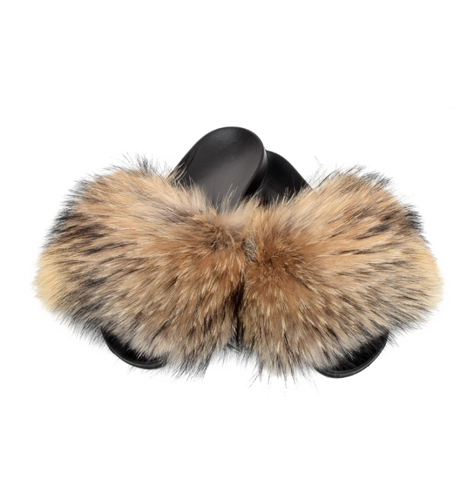 racoon slides